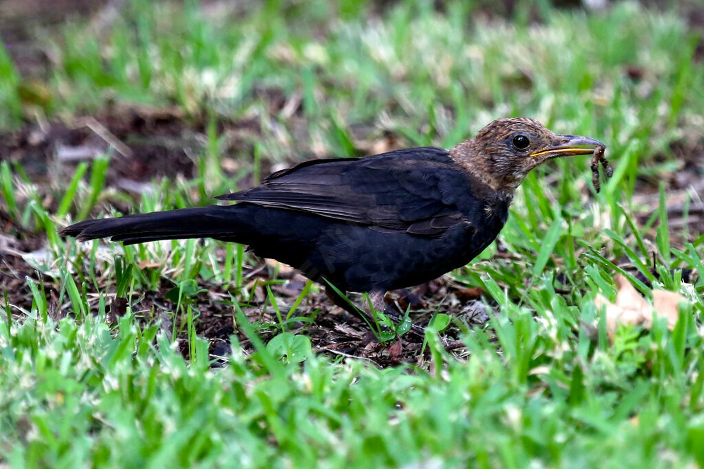 Common Blackbird