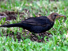 Common Blackbird