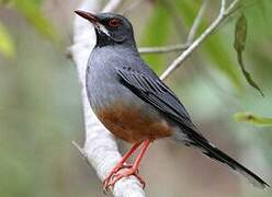 Red-legged Thrush