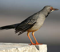 Red-legged Thrush