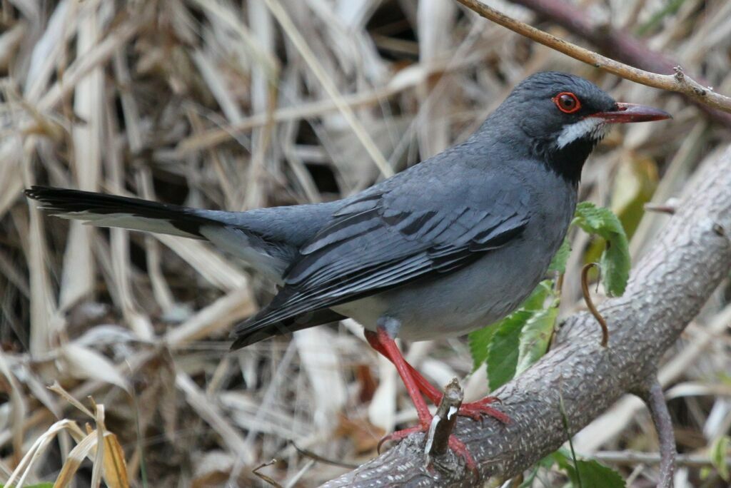 Red-legged Thrush