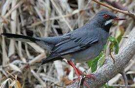 Red-legged Thrush