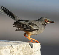 Red-legged Thrush