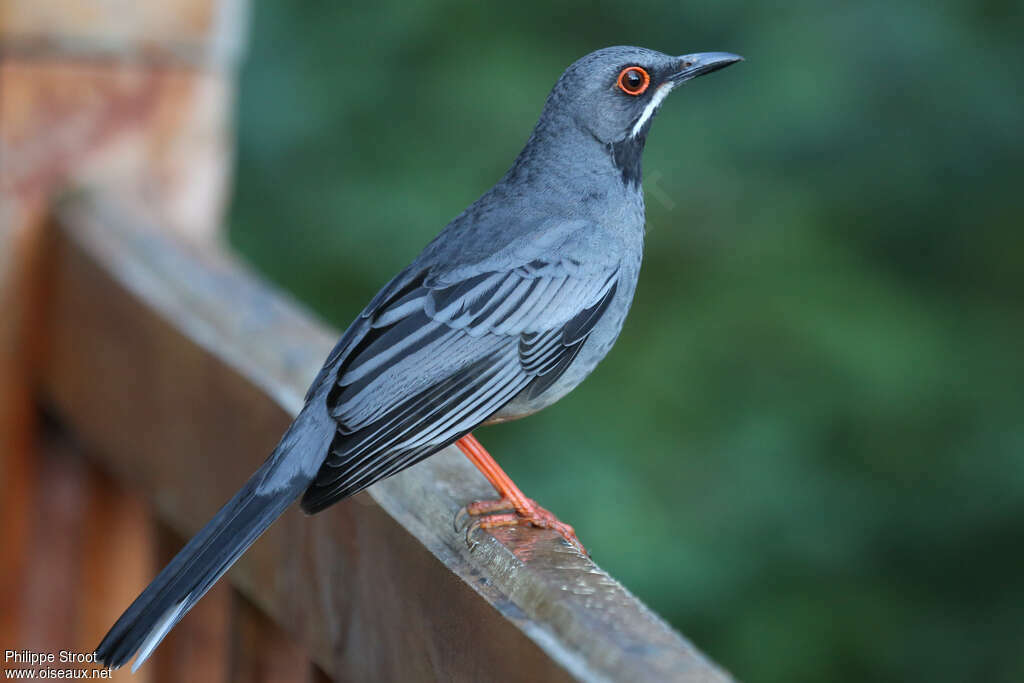 Red-legged Thrushadult