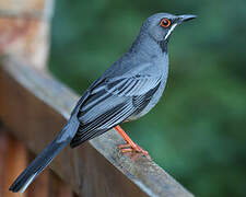 Red-legged Thrush