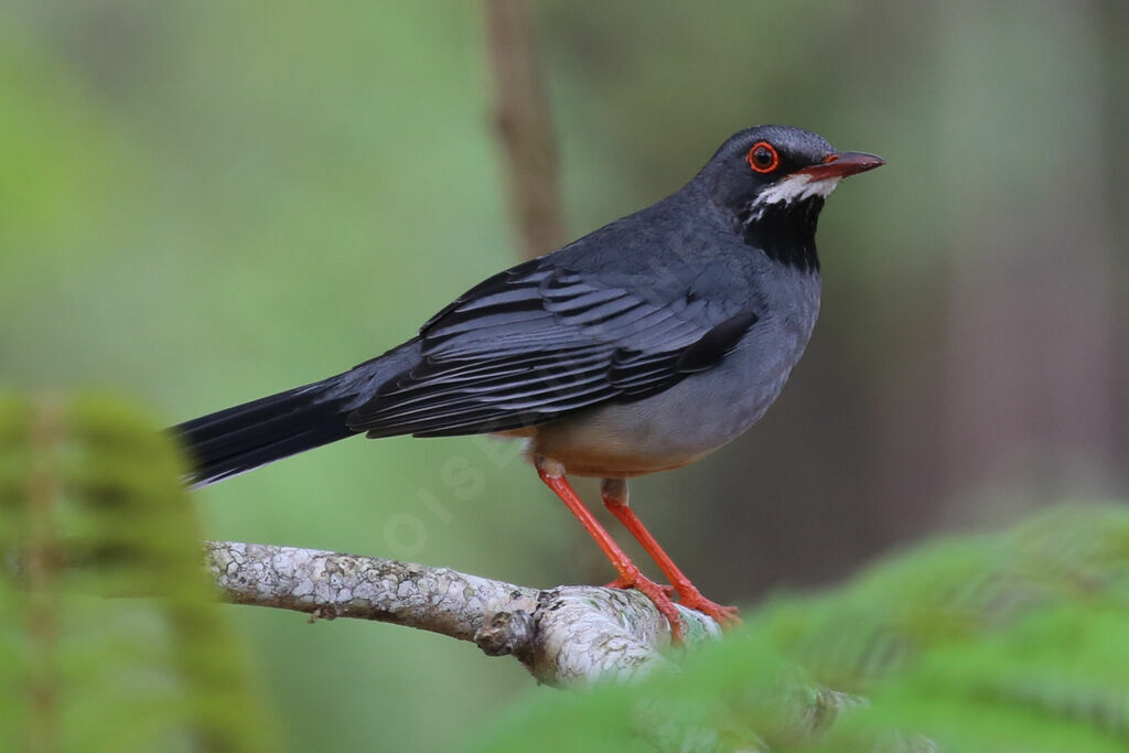 Red-legged Thrush