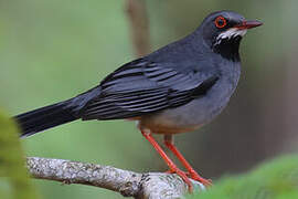 Red-legged Thrush