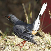 Red-legged Thrush