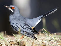 Red-legged Thrush