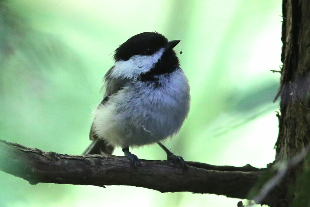 Black-capped Chickadee