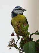 Eurasian Blue Tit