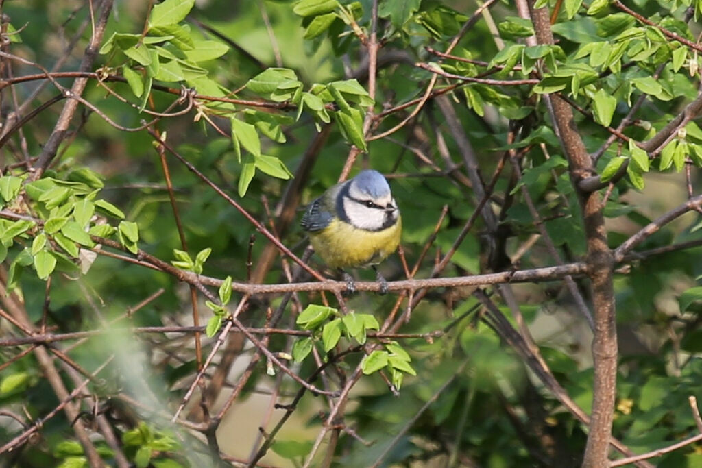 Eurasian Blue Tit