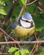 Mésange bleue