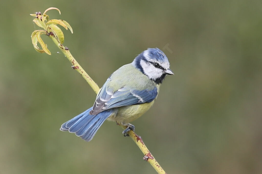 Mésange bleue