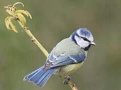 Mésange bleue