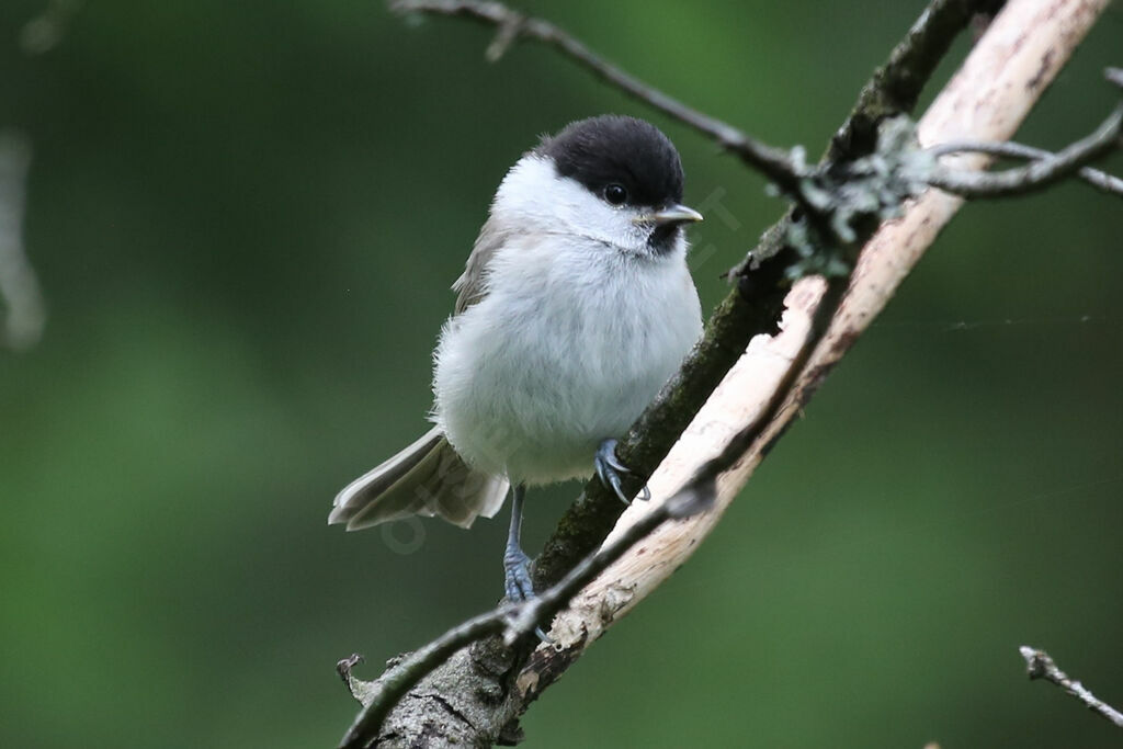 Mésange boréale