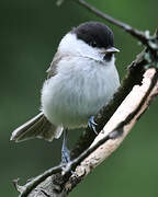 Willow Tit