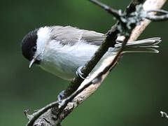 Willow Tit