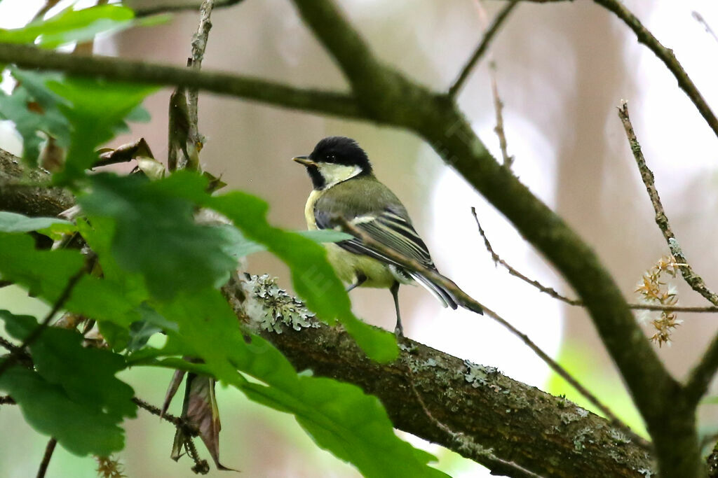 Great Tit