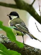 Mésange charbonnière