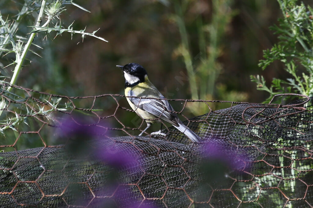 Mésange charbonnière