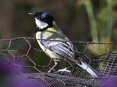 Great Tit