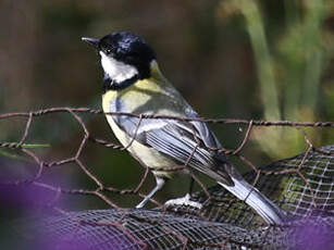 Mésange charbonnière