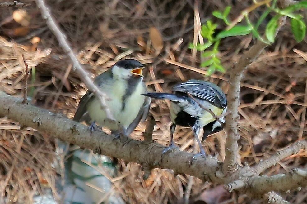 Mésange charbonnière