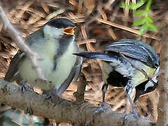 Great Tit