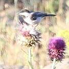 Mésange lugubre