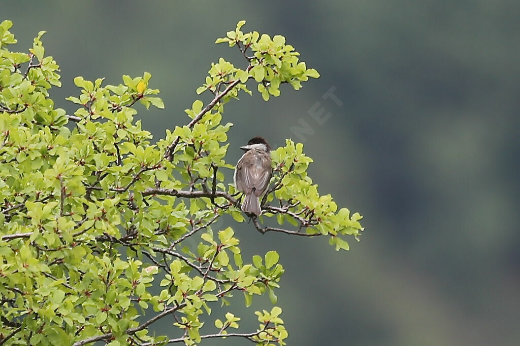 Mésange lugubre