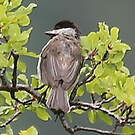 Mésange lugubre
