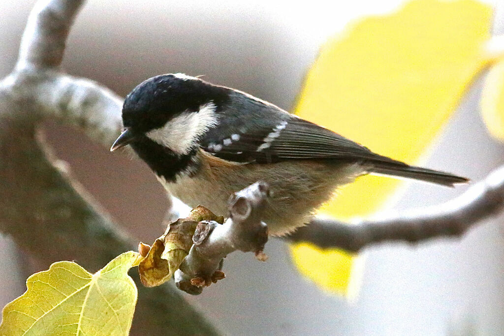 Coal Tit