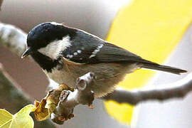 Coal Tit