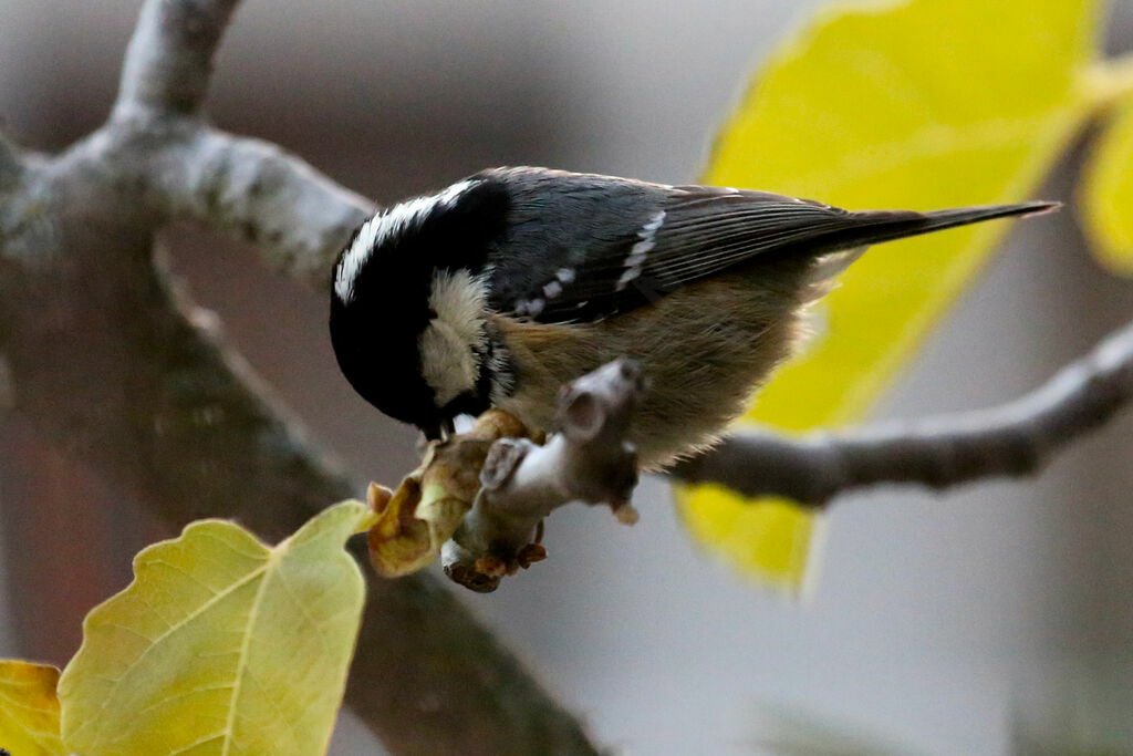 Mésange noire