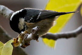 Coal Tit