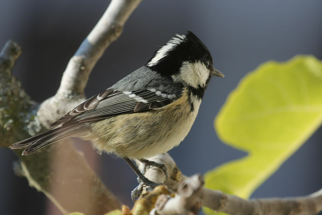 Coal Tit