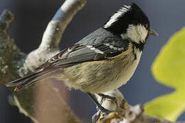 Coal Tit