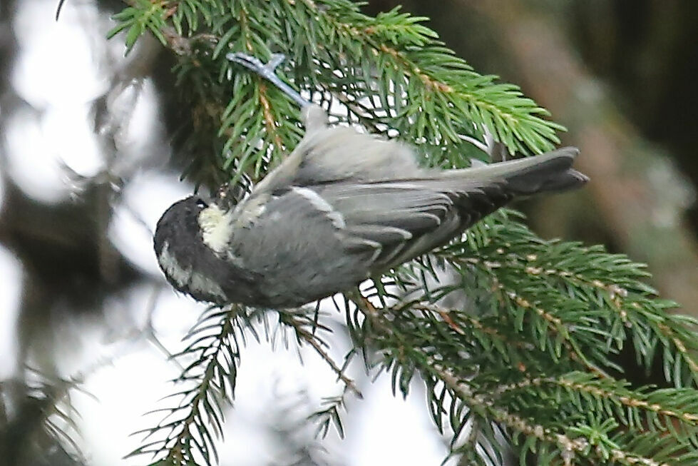 Coal Tit