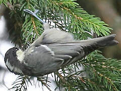 Coal Tit