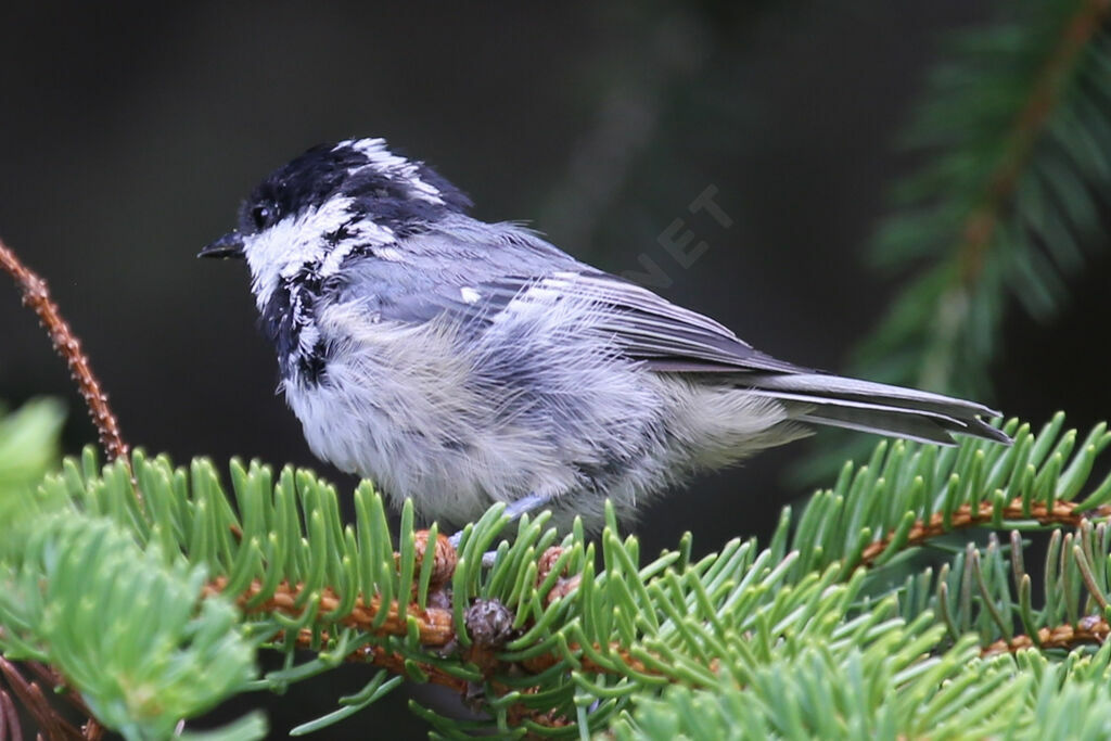 Mésange noirejuvénile