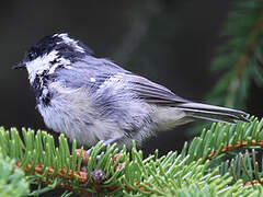 Coal Tit