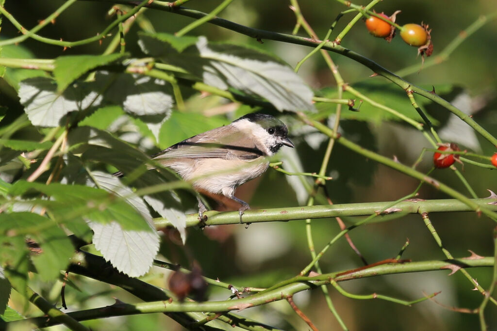 Mésange nonnette