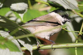 Marsh Tit