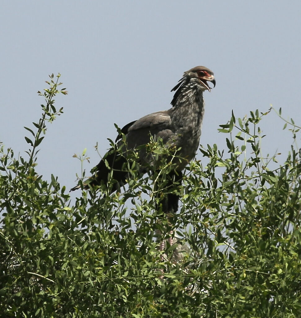 Secretarybird