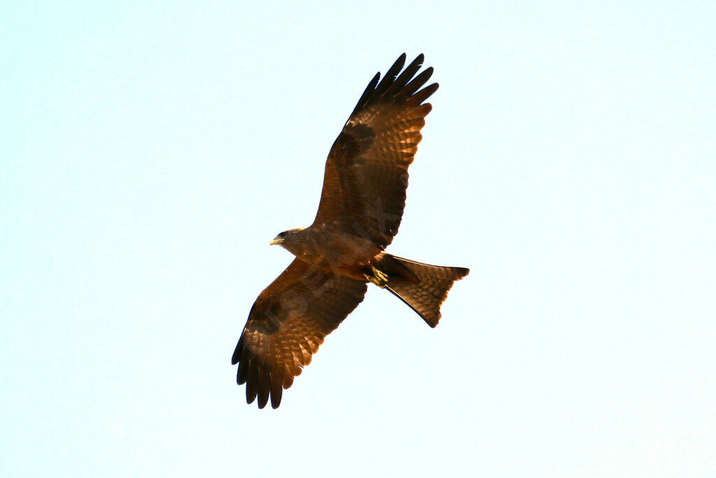 Yellow-billed Kite