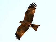 Yellow-billed Kite