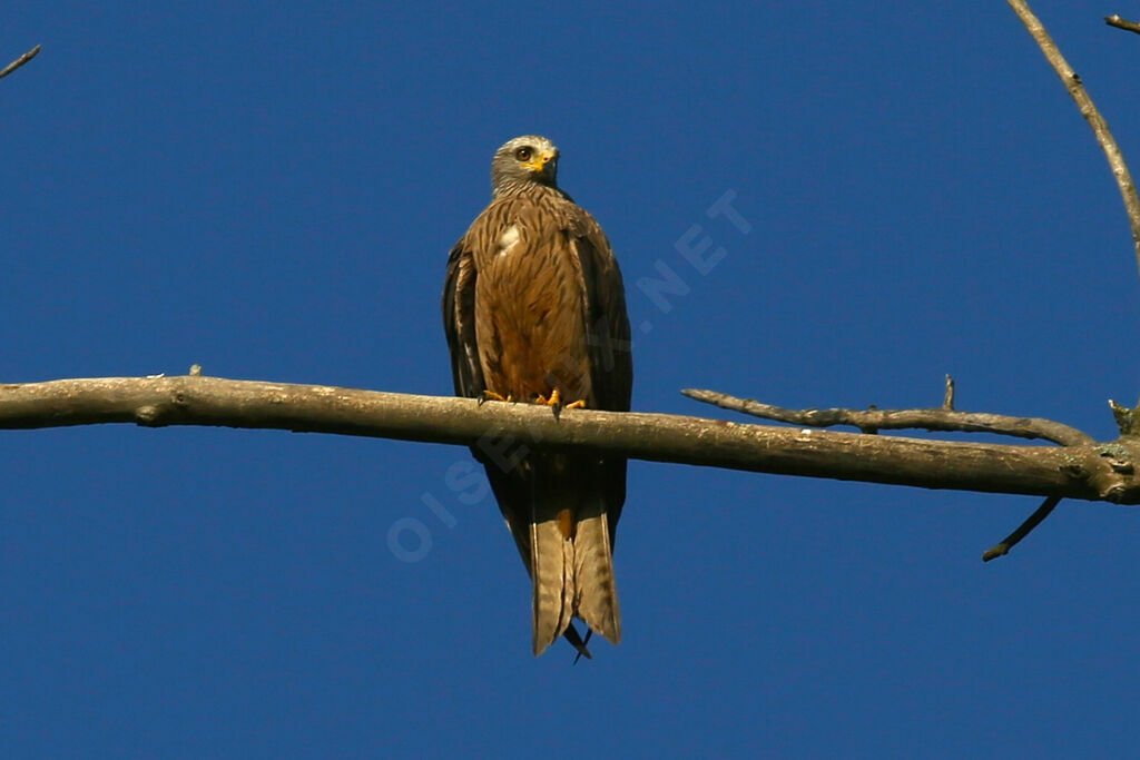 Black Kite