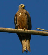 Black Kite