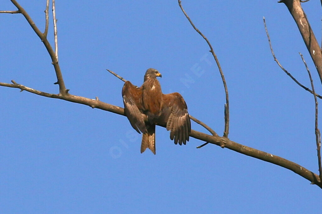 Black Kite